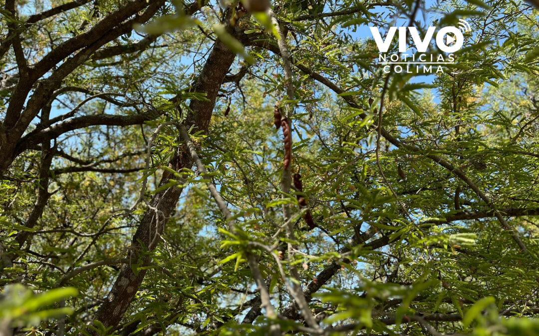 Colima líder en producción de tamarindo